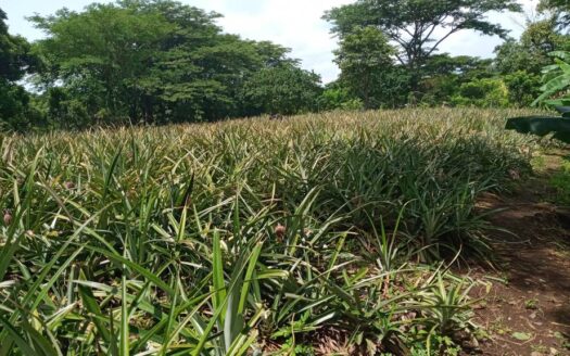 Se vende terreno de tres manzana en ticuantepe